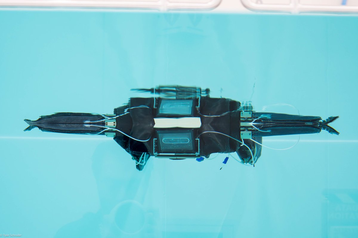 YaleEngineering's tweet image. Students in the Schmidt Program on AI at @JacksonYale explored soft robotics from Prof. Kramer-Bottiglio&apos;s lab, @thefaboratory including a demo of the robotic turtle for search-and-rescue. 🚀🤖 #YaleEngineering #SoftRobotics #InnovationInAction #FutureTech  
📸: Tyler Schroder