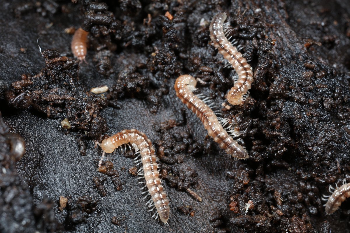 Came across this large colony of the non-native millipede Stosatea italica in the Royal Fort Gardens, Bristol this weekend. A rather pretty blind species. I counted at least 67 but I didn't want to cause too much disturbance. <a href="/britishmigroup/">BMIG</a>