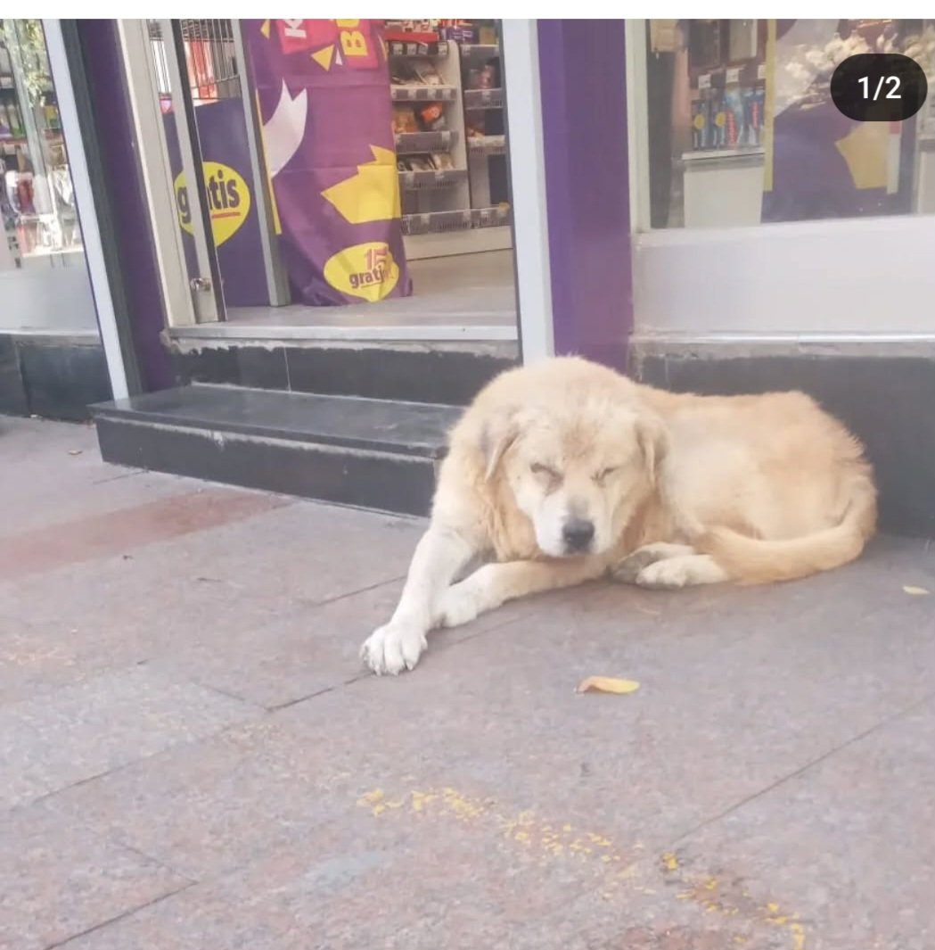 Vildan elçin Şenkaya tweet media