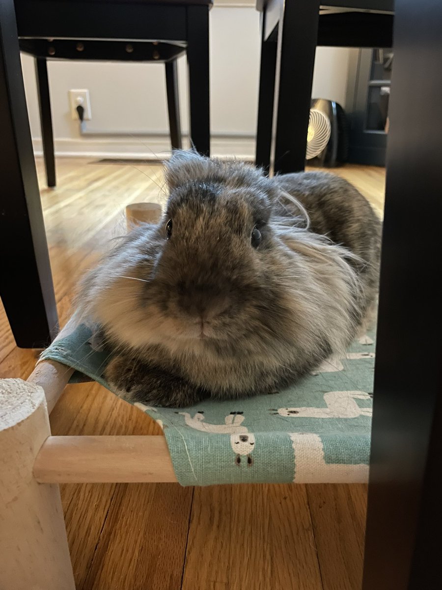 Harlez188's tweet photo. Nope, I have no idea who nibbled your ear pods. ���� https://t.co/Y7jwCLRDSa