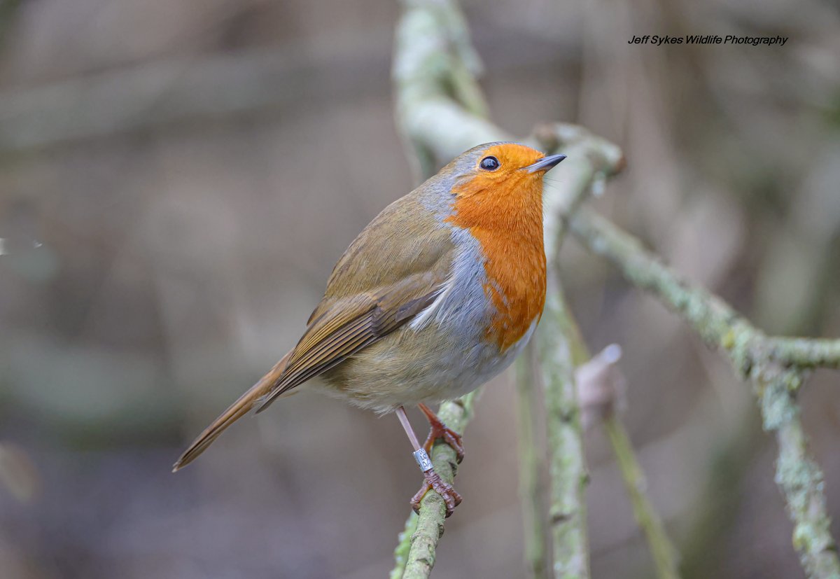 Give me a pose and he did <a href="/WWTMartinMere/">WWT Martin Mere</a>