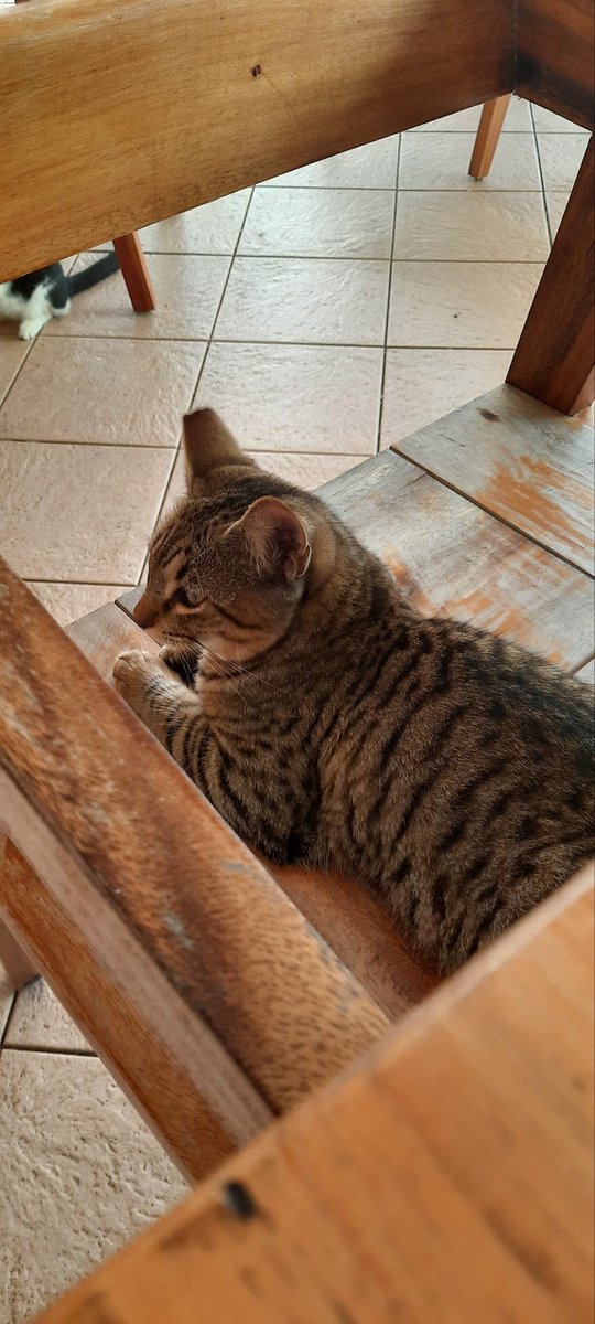 ToffiShu's tweet photo. So many cats on Vacation, and non lets me cuddle them 🥲 https://t.co/Ytw8N2Vr7k
