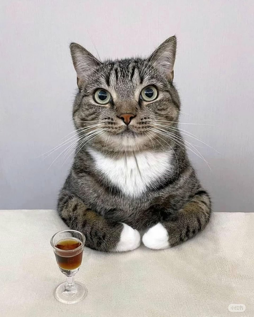 WeAssessCats's tweet photo. https://t.co/s0qnbgTJtm