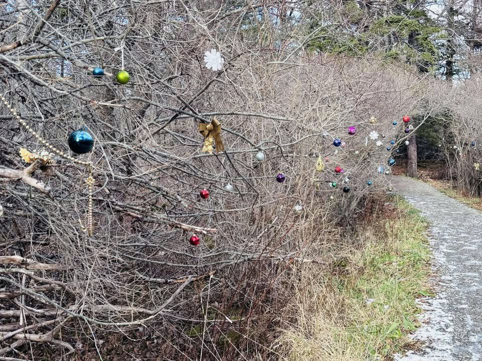 Avez-vous déjà vu les décorations de Noël au Petit Bois ? 🎄 Have you seen the holiday decorations in Le Petit Bois yet? 🎄 Merci / shout-out à Shawna Comeau pour les belles images! #baiesaintemarie #visitnovascotia