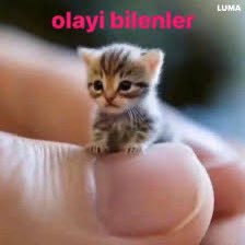 efergrbz's tweet photo. @talhakeremm https://t.co/tFAEWh2g30