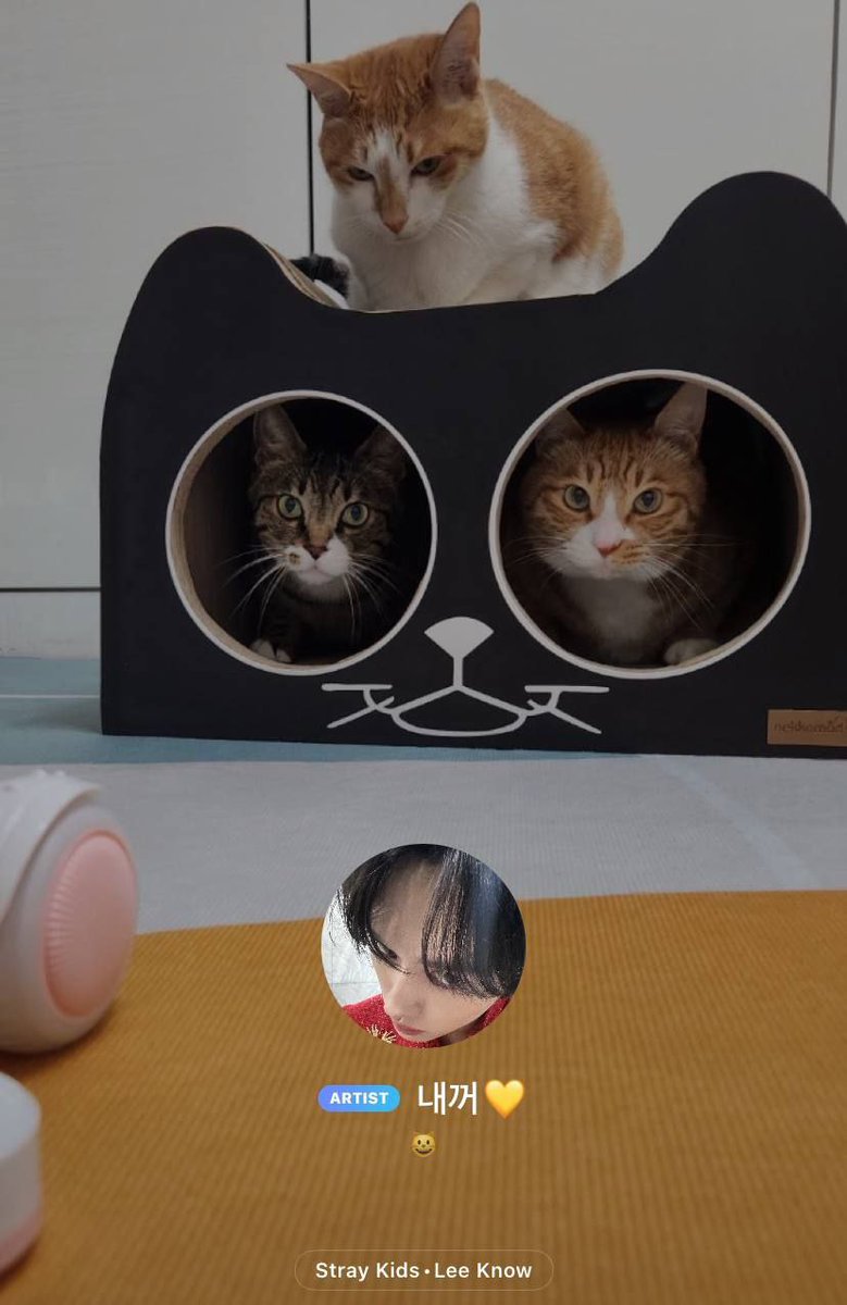 StrayKids_AR's tweet photo. 241209 | قام لينو بتغيير حالته عبر تطبيق ببل 🫧 :

"😺"

┘ ❁ https://t.co/jexeBOLWIb
