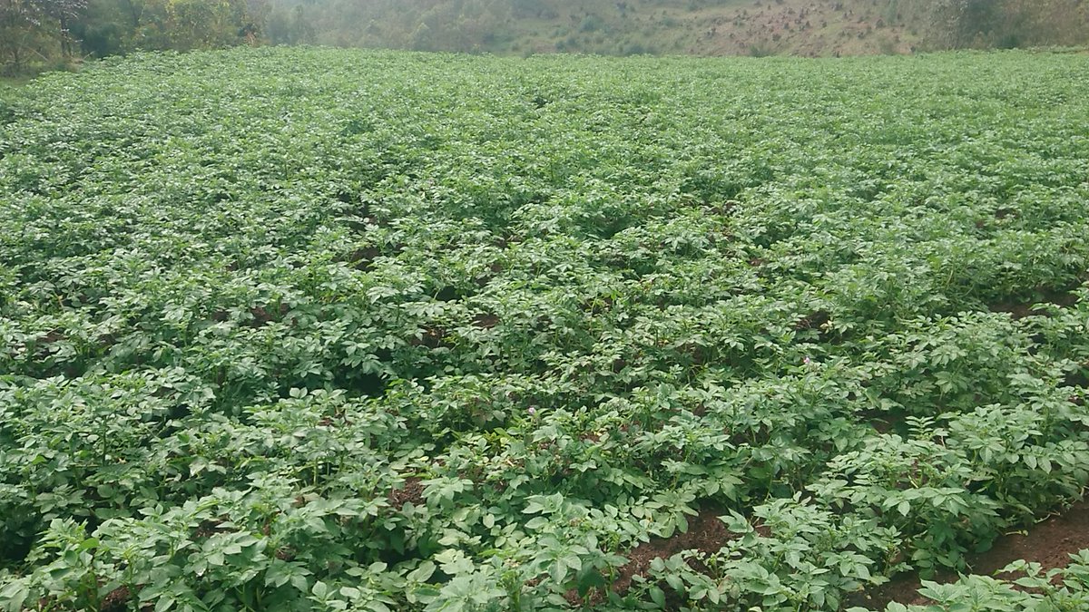Niheza_Cane's tweet photo. 🇧🇮Muntumbero yo kworohereza abaronkejwe umutahe na @PAEEJ_Burundi mukuronka imbuto zimeze neza,#ErnestNSHIMIRIMANA ahagarariye PAEEJ muri @MwaroProvince yagendeye imirima y'umugwizambuto #GérardNAHIMANA iri muri @Com_Kayokwe,@RusakaCommune na @GisoziCommune,
@BMineagrie
@KwaNtare https://t.co/73kSK0fMnc