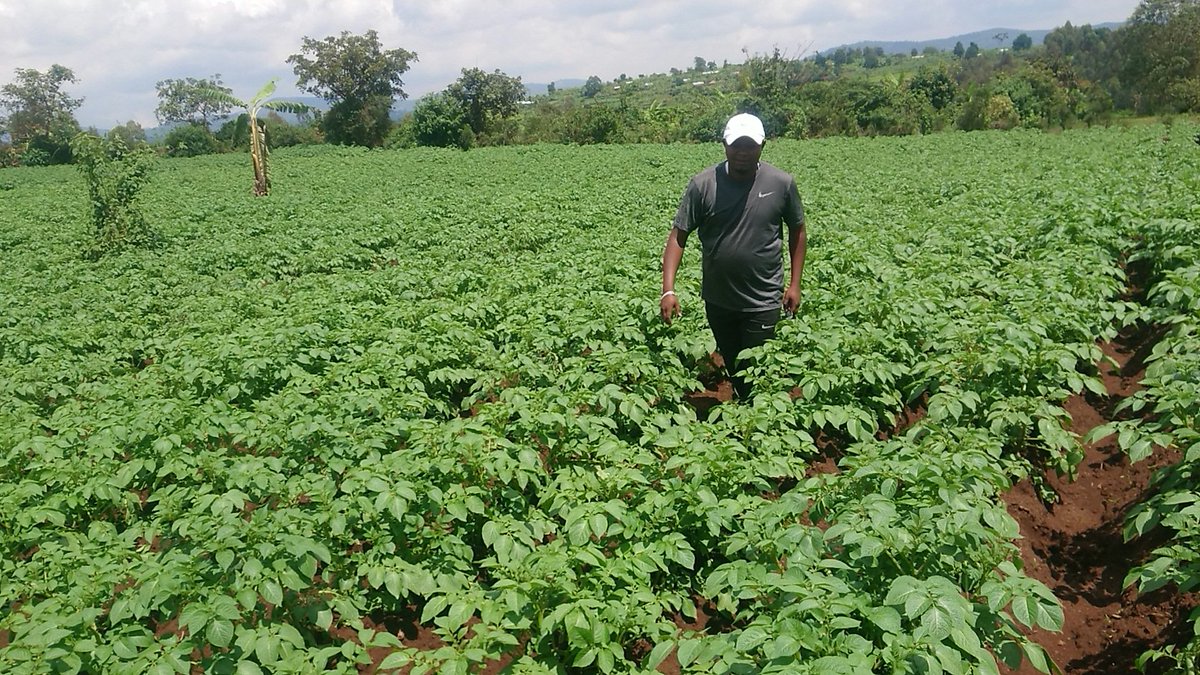 Niheza_Cane's tweet photo. 🇧🇮Muntumbero yo kworohereza abaronkejwe umutahe na @PAEEJ_Burundi mukuronka imbuto zimeze neza,#ErnestNSHIMIRIMANA ahagarariye PAEEJ muri @MwaroProvince yagendeye imirima y'umugwizambuto #GérardNAHIMANA iri muri @Com_Kayokwe,@RusakaCommune na @GisoziCommune,
@BMineagrie
@KwaNtare https://t.co/73kSK0fMnc