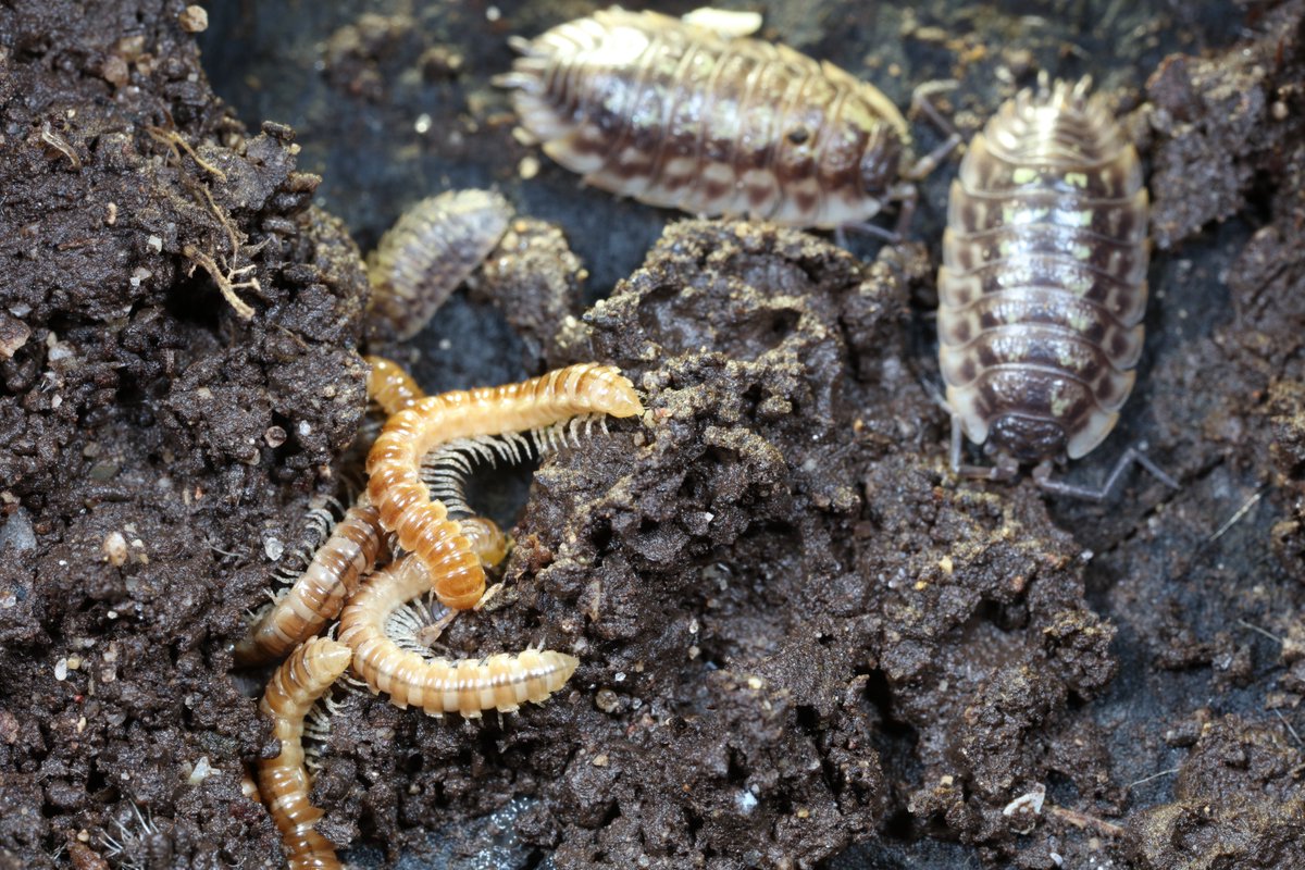 Found at least 32 winter-active Greenhouse Millipedes (Oxidus gracilis) in the Royal Fort Gardens, Bristol this weekend. This exotic species was long thought to be unable to survive British winters but these seemed to be doing just fine. <a href="/britishmigroup/">BMIG</a>