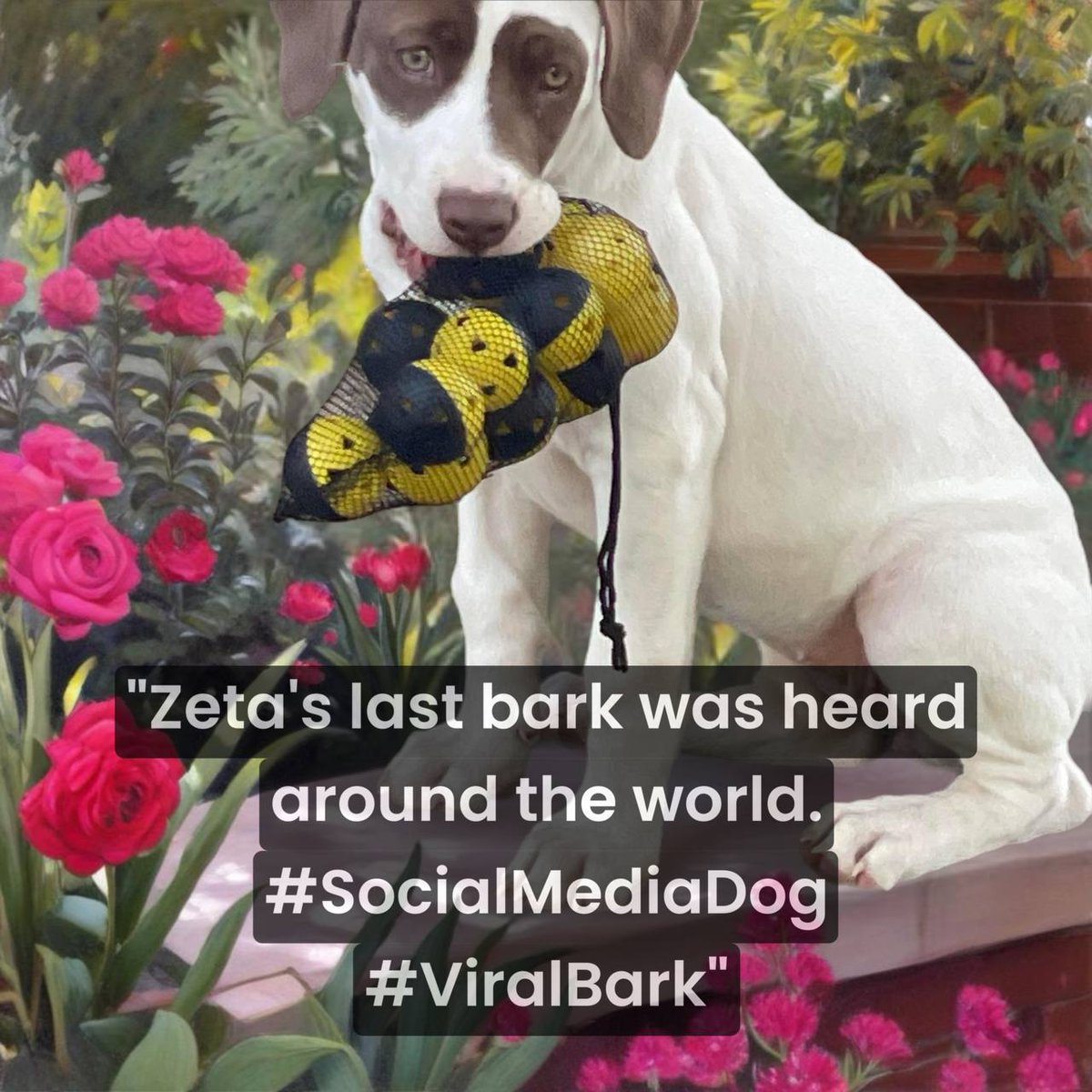 KerverosJim's tweet photo. @UxGsol $Zeta of course! 

Help us raise awareness for #JusticeForZeta – a dog who was tragically slaughtered. 

Join the movement

CA: 8JYoL2wYWkkYzJ4VLpzPieFGfLcKfz2HRrm8J6sdmsvX

Together, we can make a difference. Let's fight for #Zeta! https://t.co/L8mglpst4g