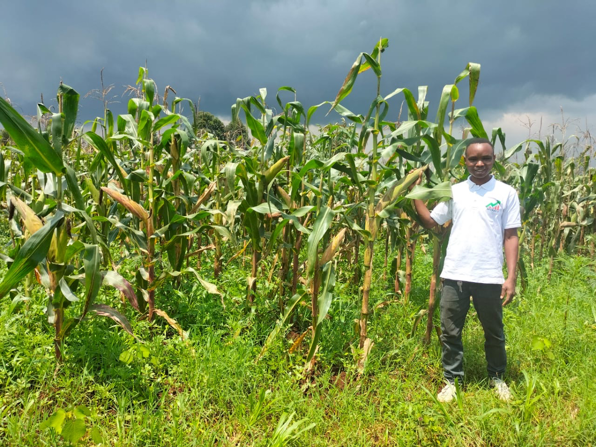 Introducing the V3 maize hybrid by SETRACO in Karunzi Province, Burundi! This innovative hybrid is designed to enhance agricultural productivity, addressing the critical need for high-yielding maize varieties in a region where food security is paramount.