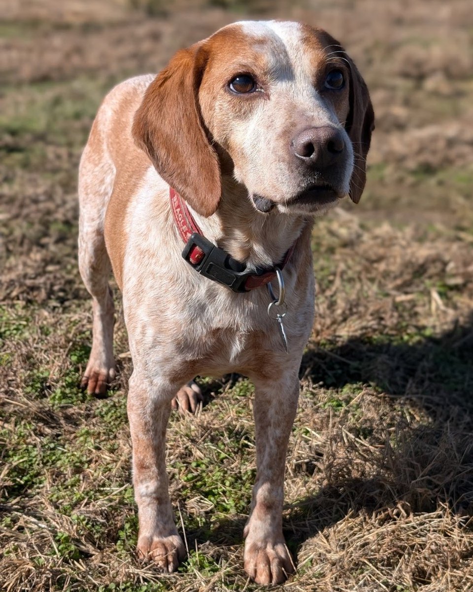 beaglefreedom's tweet photo. πΎ It's #MatchmakerMonday! Adopt Lee πΎ
Age: 6
Location: Oklahoma
Hi, I'm Lee! I'm a super friendly and loving boy that adores people so much! I am active and playful and my ideal forever home will be one with lots of fun playtime!
π Apply for Lee: https://t.co/q2QSJSU6Mx https://t.co/qDfOGo5gj3