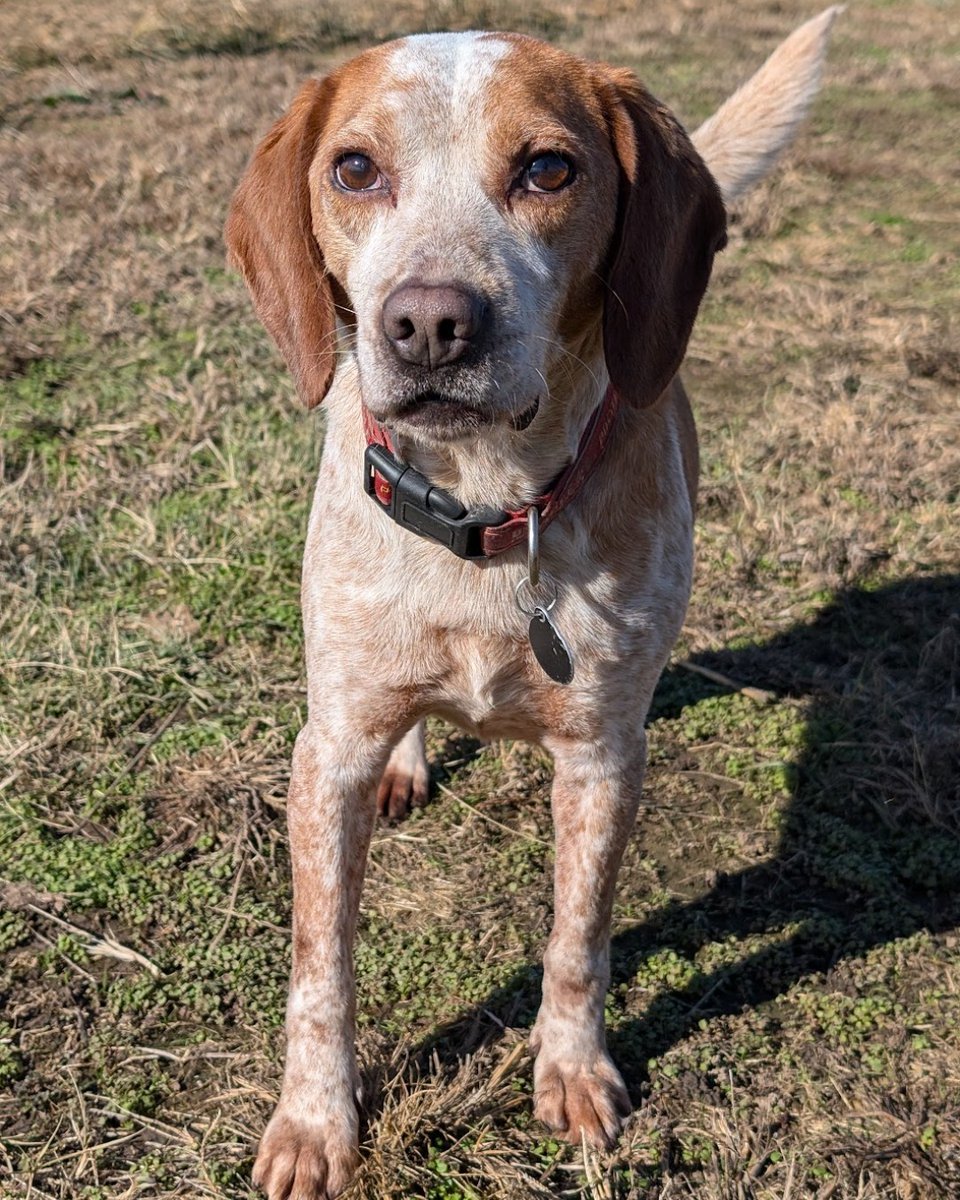 beaglefreedom's tweet photo. πΎ It's #MatchmakerMonday! Adopt Lee πΎ
Age: 6
Location: Oklahoma
Hi, I'm Lee! I'm a super friendly and loving boy that adores people so much! I am active and playful and my ideal forever home will be one with lots of fun playtime!
π Apply for Lee: https://t.co/q2QSJSU6Mx https://t.co/qDfOGo5gj3