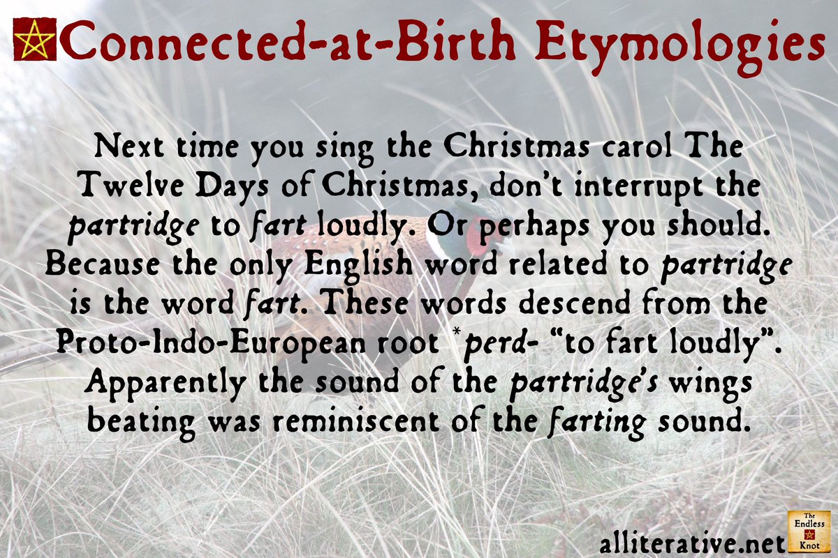 AllEndlessKnot's tweet photo. The #ConnectedAtBirth #etymology of the week is PARTRIDGE/FART #wotd #partridge #fart #TheTwelveDaysOfChristmas #The12DaysOfChristmas #Christmas #Christmas2024 https://t.co/z3wYYtGC5K