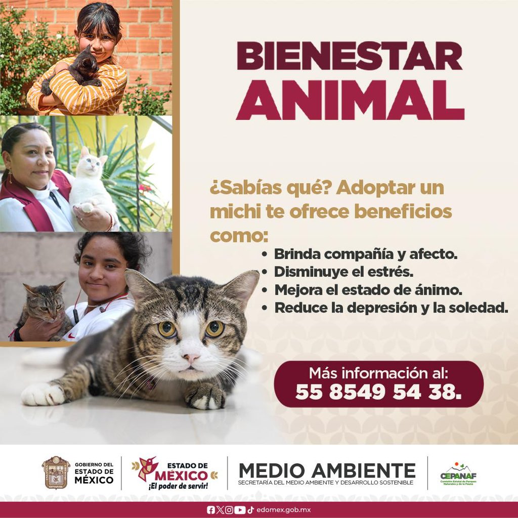 DGEMSedomex's tweet photo. ¡Haz la diferencia en la vida de un #SerSintiente! 🐾
En el @edomex promovemos la adopción responsable para darles una segunda oportunidad a quienes más lo necesitan. 🐶🐱
📞 Contacta a la @CEPANAF: 55 8549 5438.
#BienestarAnimal #ElPoderDeServir https://t.co/II1ODULSAc