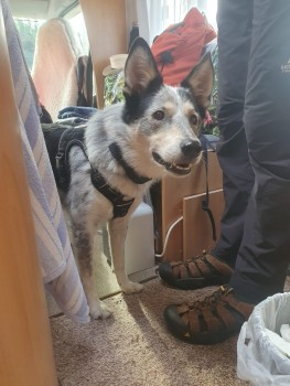 millypod1's tweet photo. 🆘18 NOV 2024 #StillMissing #Lost ANGUS #ScanMe #Tagged
Black & White Collie Cross Male
Redford Barracks Redford Road side #Colinton #Edinburgh #Scotland #EH13
Last Seen : The postcode for the #A720 #Sheriffhall Roundabout in Edinburgh is #EH22 1RU
https://t.co/3nBQWfP9PY https://t.co/Zxn4zKryLw