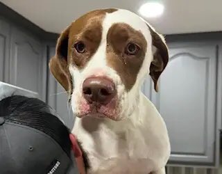 Matth4313's tweet photo. @MrBigWhaleREAL Help us fight for $ZETA

Let’s bring awareness to #JusticeForZeta – a dog who was tragically slaughtered by police in front of her family

CA: 8JYoL2wYWkkYzJ4VLpzPieFGfLcKfz2HRrm8J6sdmsvX

Together, we can make a difference. Let's fight for #Zeta! https://t.co/uoq7u95eGp