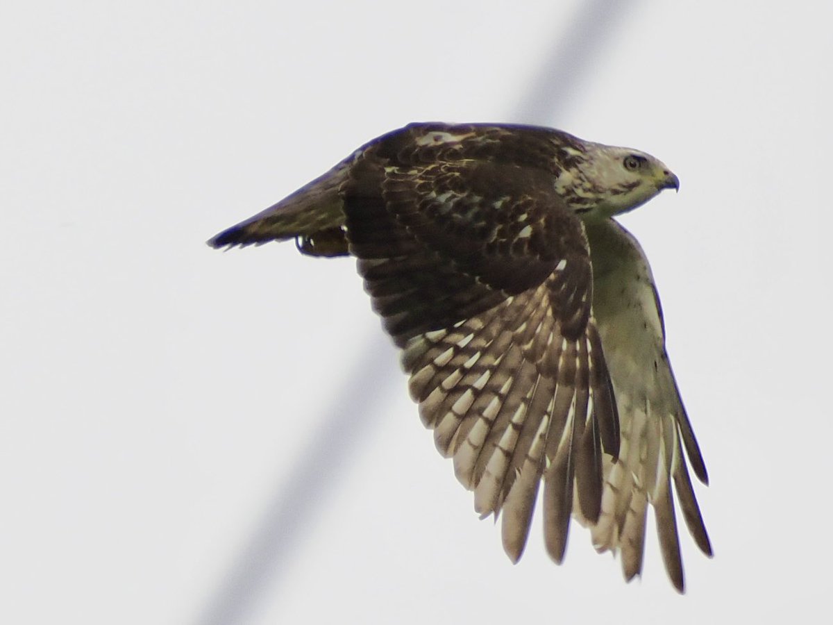 koolshark2's tweet photo. #broadwingedhawk: Flight. Spent quality time with this one, which stumped my guide due to its paleness. After consulting experts, it"s ID'ed as broad tailed. Honestly I was hoping for something new for lifer. #Colombia is a birders' paradise. My first #birding centric trip! https://t.co/8TqKY3nWVO