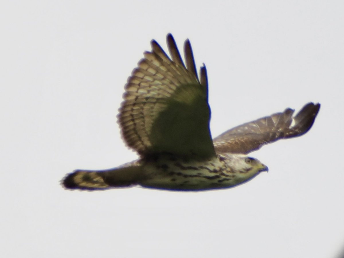 koolshark2's tweet photo. #broadwingedhawk: Flight. Spent quality time with this one, which stumped my guide due to its paleness. After consulting experts, it"s ID'ed as broad tailed. Honestly I was hoping for something new for lifer. #Colombia is a birders' paradise. My first #birding centric trip! https://t.co/8TqKY3nWVO