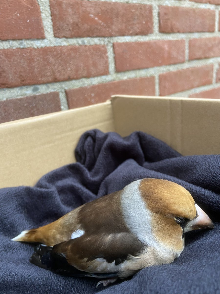 Appelvink vloog op werk tegen het raam….
Na een uurtje bijkomen gelukkig sterk genoeg om zijn weg te vervolgen🤎🧡🤍