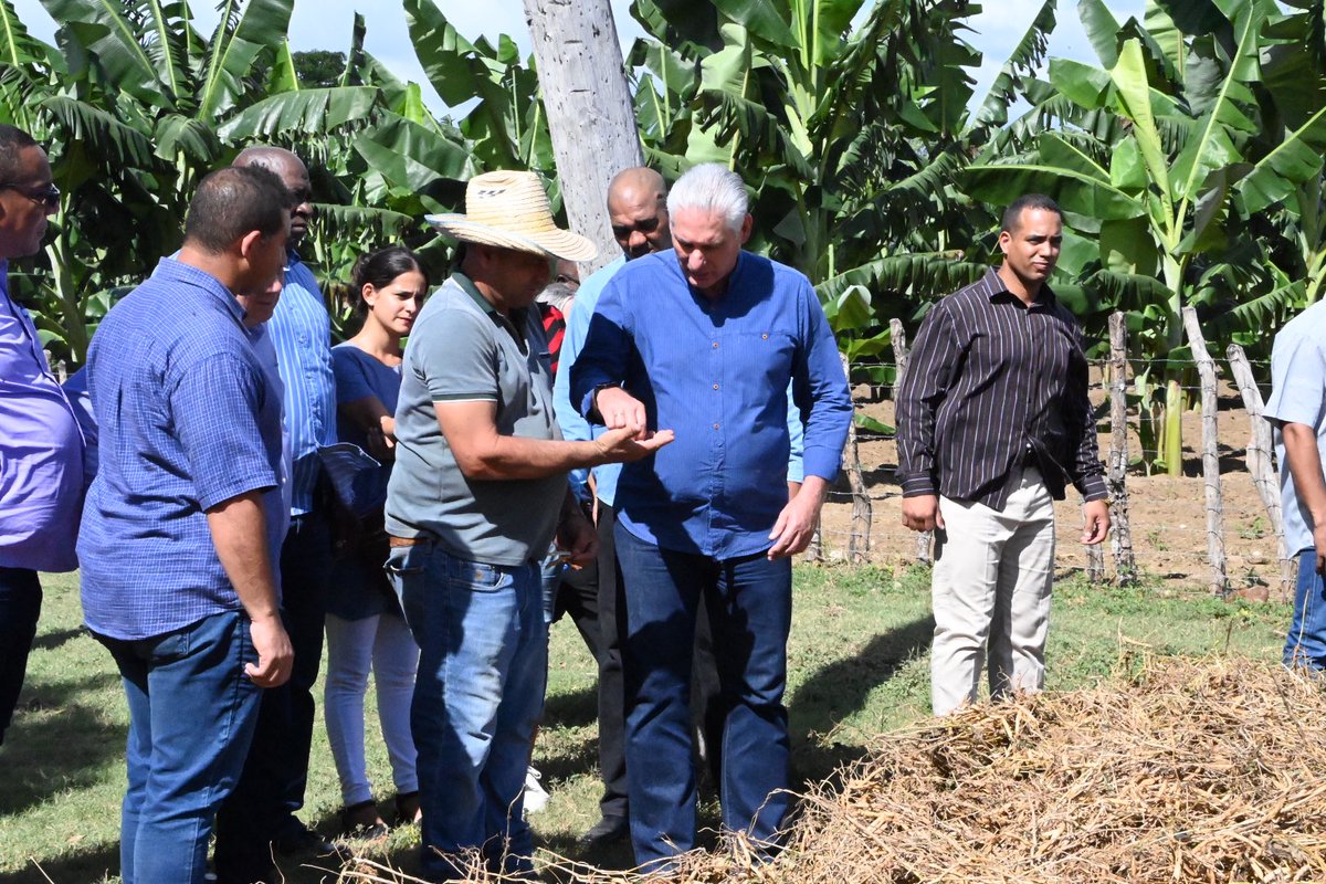 <a href="/DiazCanelB/">Miguel Díaz-Canel Bermúdez</a> En 8 hectáreas, en el perímetro de la ciudad, y con el empleo de agroecología e intercalamiento ha logrado producciones considerables de plátano, frijol, cebolla, tomate y café.

El Jefe de Estado elogió estas buenas prácticas, en tierras que antes eran terrenos baldíos.