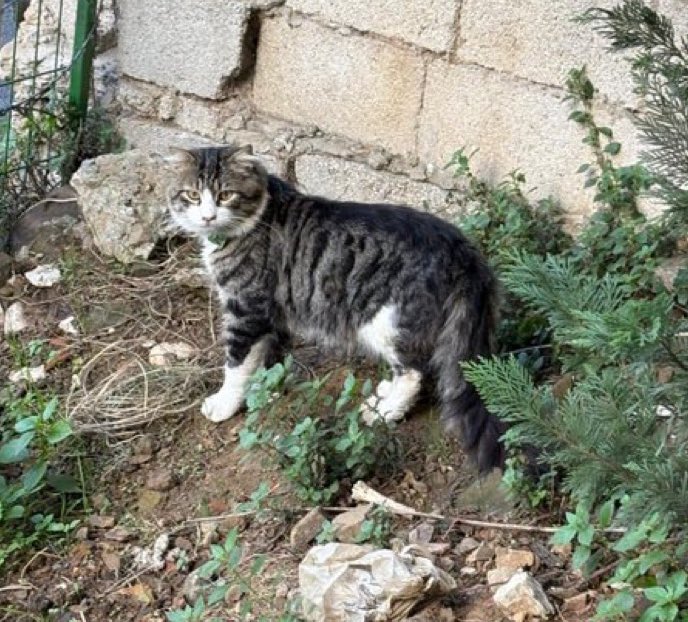 Dikkat! İstanbul Eyüp yeşil tasmalı kedi bulunmuş. Erkek, kısır değil. Veterinere götürmüşler çipi yokmuş! Paylaşalım belki sahibi arıyordur🥺