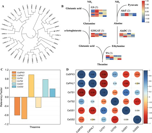 Hortres's tweet photo. Pi level regulates theanine biosynthesis via CsSPX3-CsPHL7 module in tea. #TeaQuality @OxfordJournals 
Details:https://t.co/CdenhwlXNa https://t.co/ePpIbk4Vdr