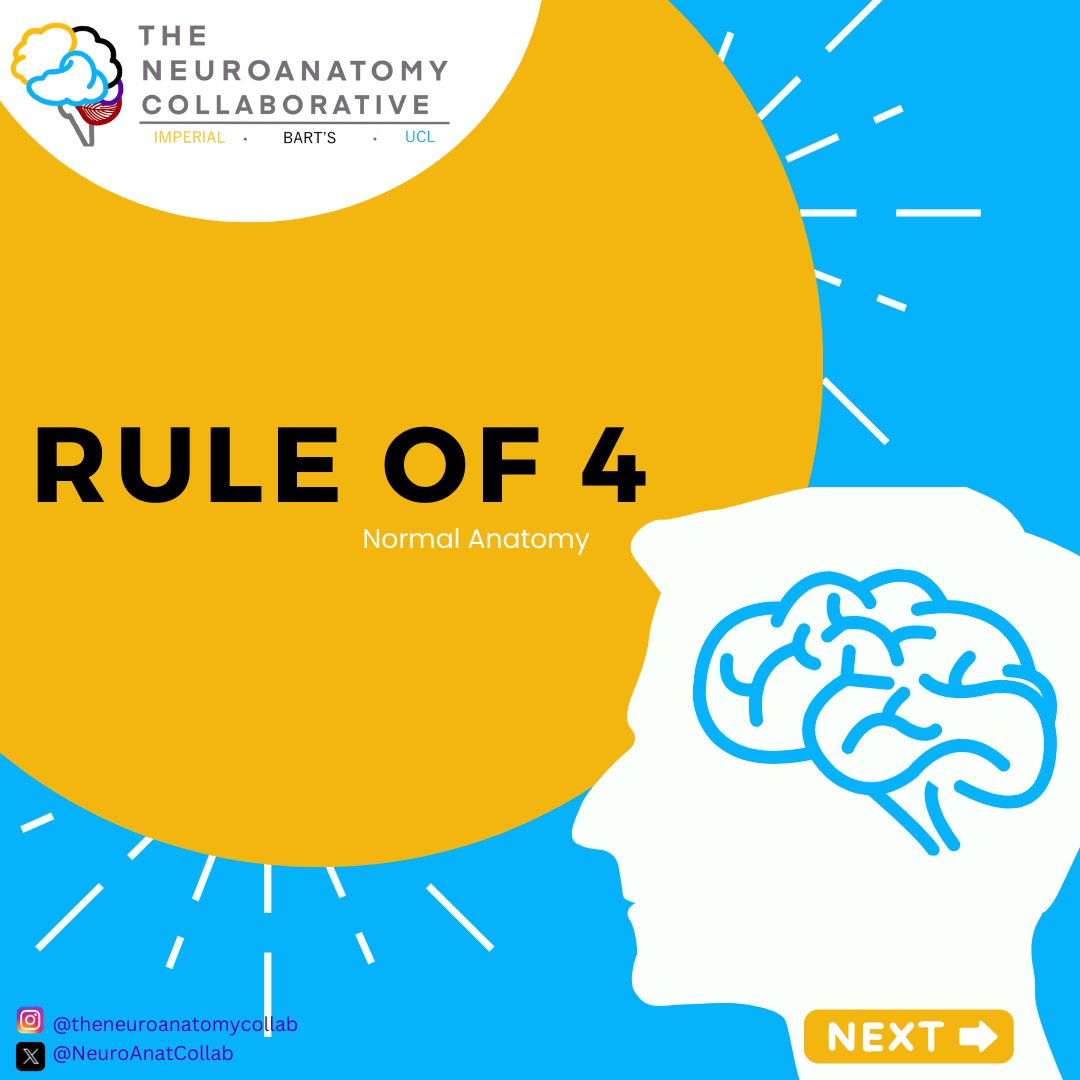 NeuroAnatCollab's tweet image. 🌟 Brainstem 101! 🌟

What do you know about the 'Rule of 4'?
Swipe through to discover more about this topic...

#medulla #pons #neuroanatomy #education