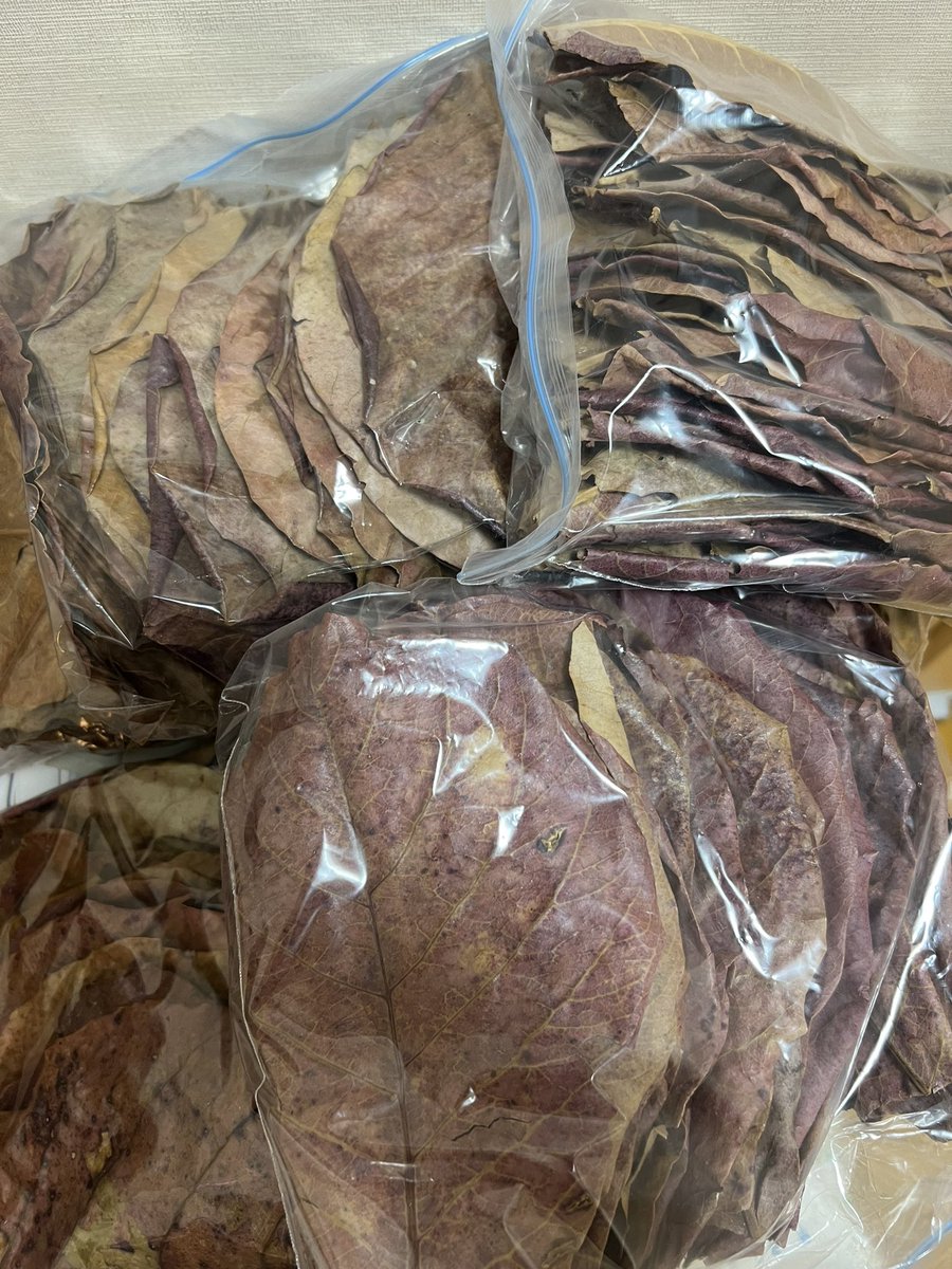 トナカイさんほどじゃないけど
うちにも来た200枚🎶
♪───Ｏ（≧∇≦）Ｏ────♪

半年くらいは安心☺️