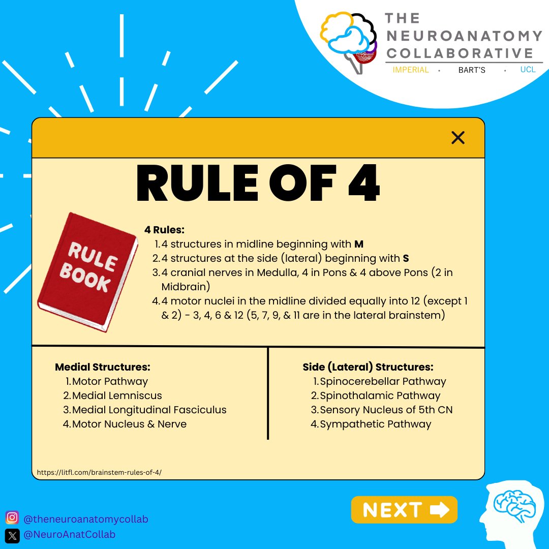 NeuroAnatCollab's tweet image. 🌟 Brainstem 101! 🌟

What do you know about the 'Rule of 4'?
Swipe through to discover more about this topic...

#medulla #pons #neuroanatomy #education
