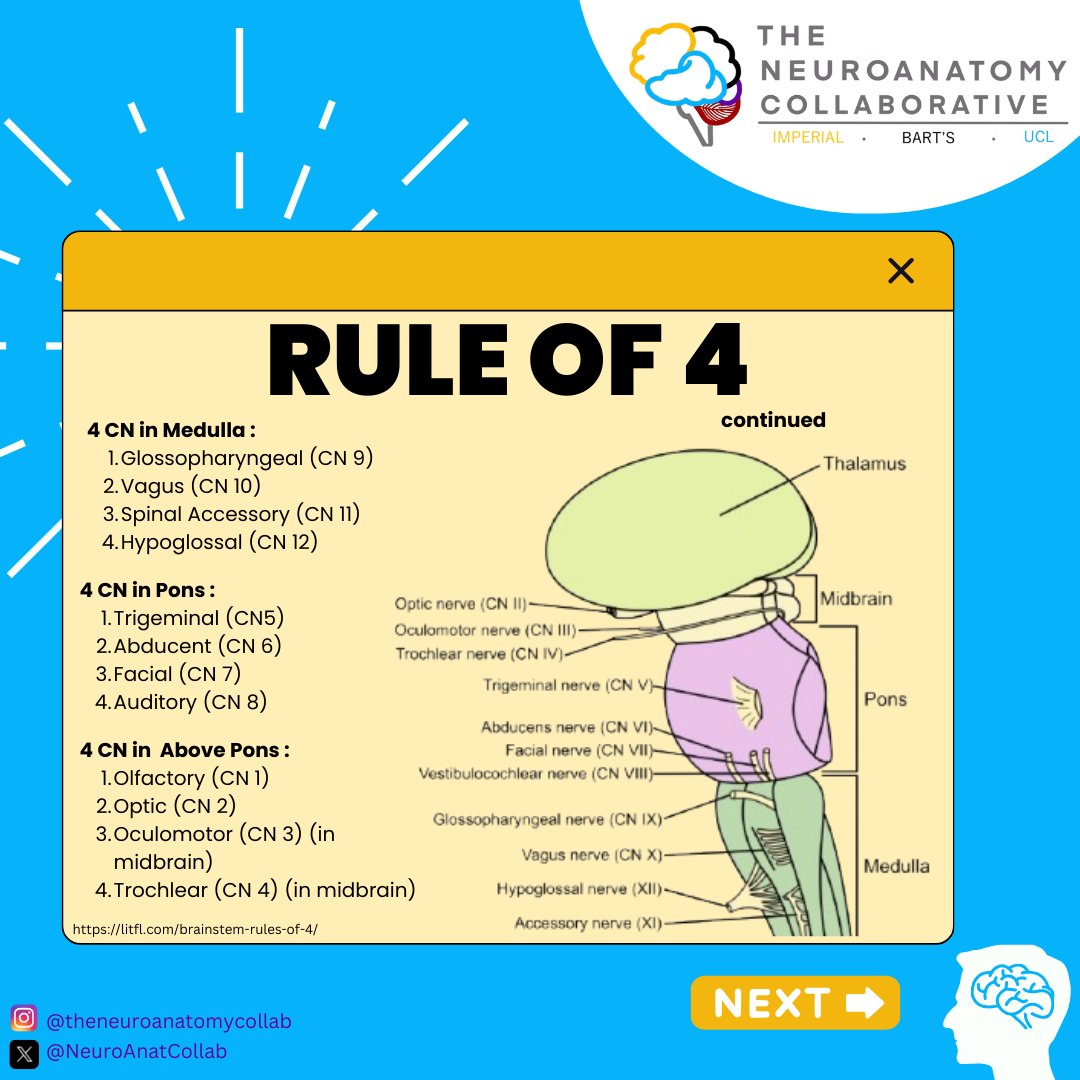 NeuroAnatCollab's tweet image. 🌟 Brainstem 101! 🌟

What do you know about the 'Rule of 4'?
Swipe through to discover more about this topic...

#medulla #pons #neuroanatomy #education