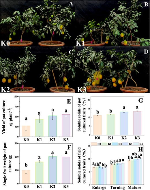 K boosts citrus sugar accumulation by enhancing carbon flow to fruit. #CitrusQuality <a href="/OxfordJournals/">Oxford Journals</a> 
Details:doi.org/10.1093/hr/uha…