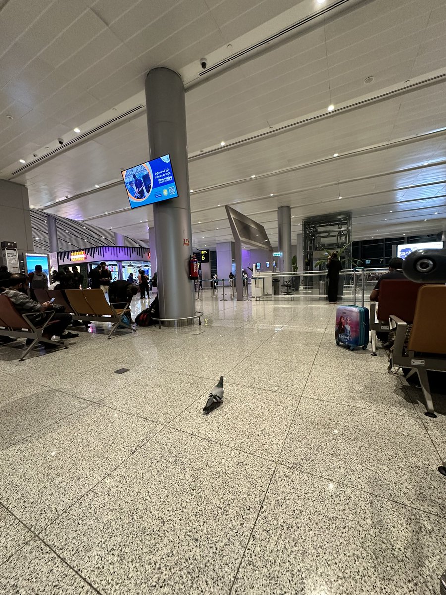 paul319581's tweet photo. There is a bird a pigeon inside! @TweetHYDairport @AAI_Official https://t.co/hcBSBWZqYC