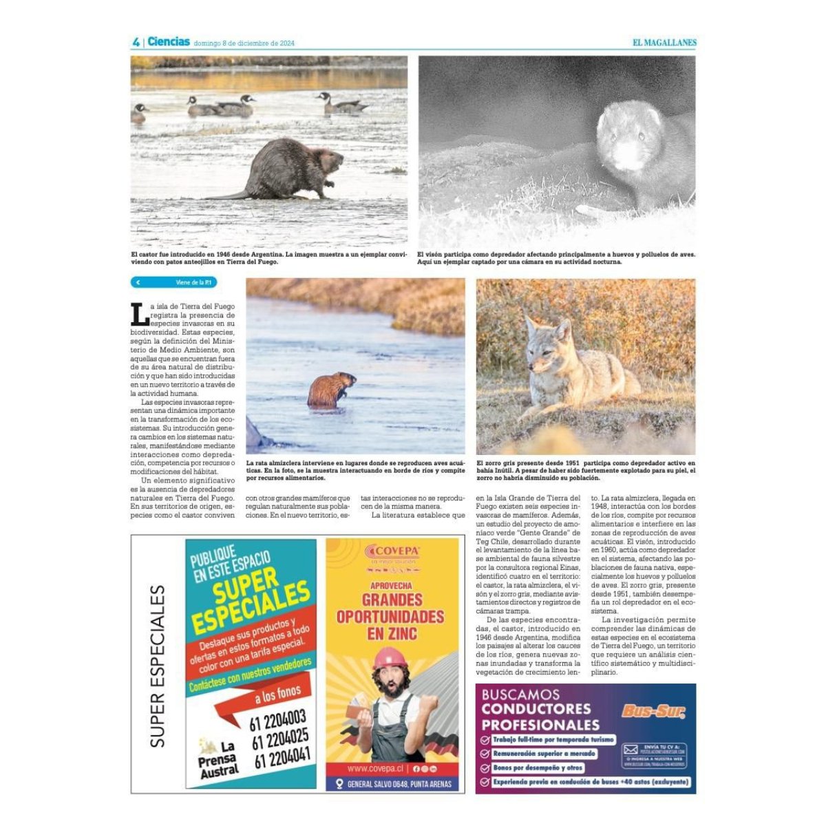 #PrensaTEG 🟢 Compartimos una nueva edición del suplemento Ciencias de La Prensa Austral, en el cual mostramos las especies invasoras de fauna silvestre en Tierra del Fuego, en particular de la zona de influencia del proyecto #GenteGrande
