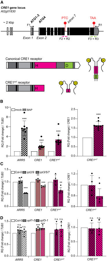 A decoy receptor derived from alternative splicing fine-tunes cytokinin signaling in Arabidopsis
hubs.li/Q02Z-mYD0 
December featured research article from #MolecularPlant  
<a href="/MPlantPCom/">Molecular Plant & Plant Communications</a> <a href="/OfRegulators/">Laboratory of Growth Regulators</a>