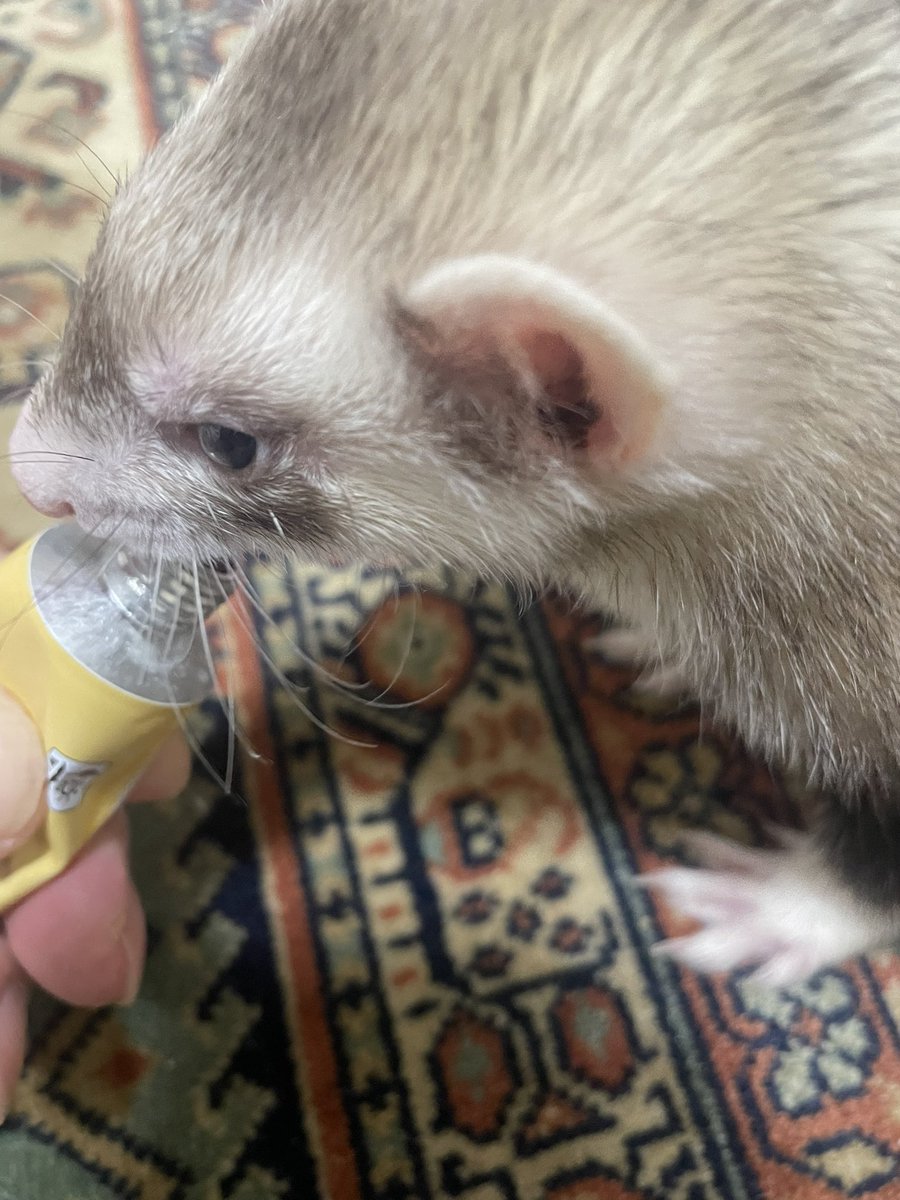 おすすめのチュールないですか？？

#フェレット