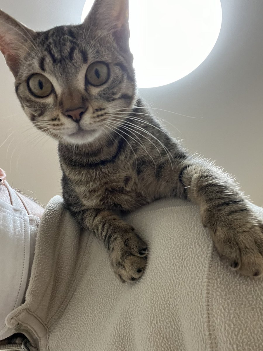 maple_yoshio's tweet photo. 照明を背にした猫を背に乗せたおじさん。 https://t.co/t8wDHvejMh