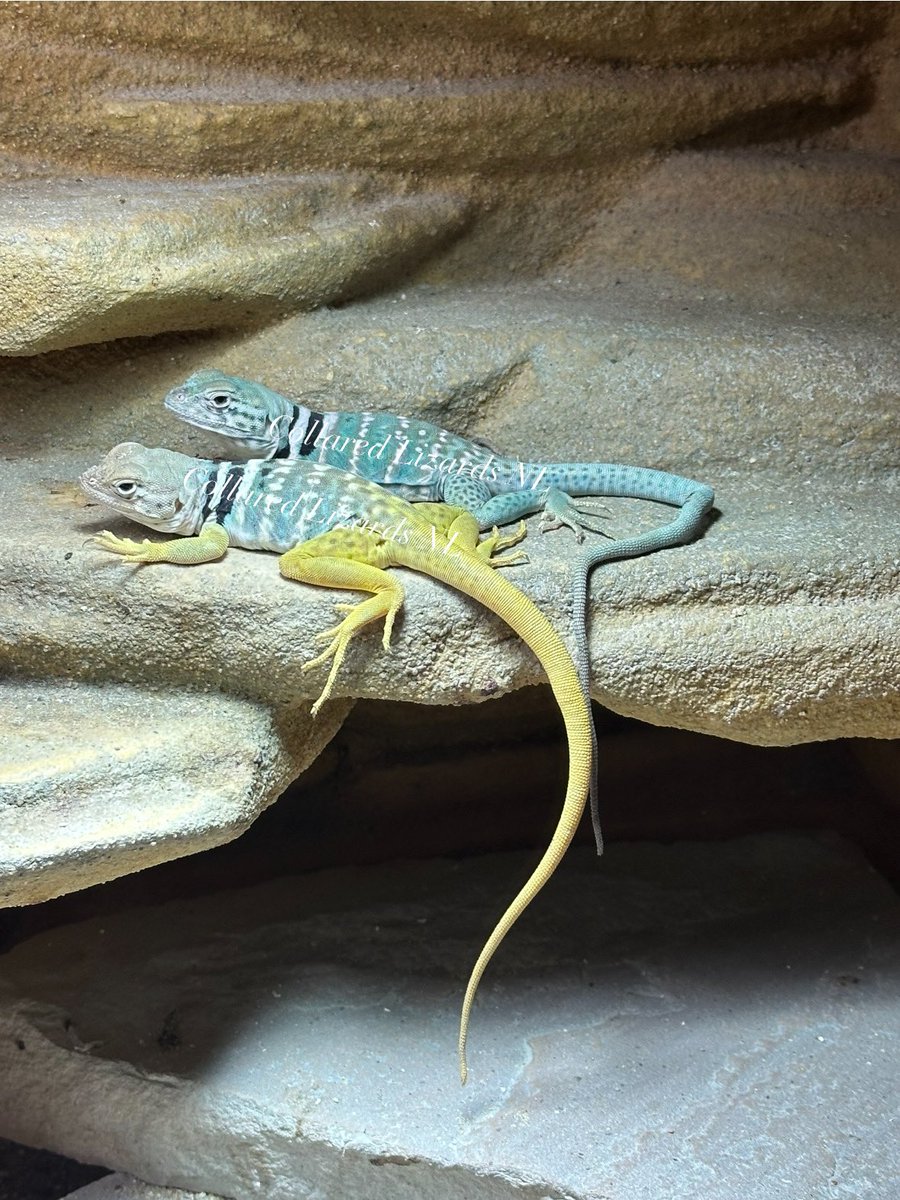 Crotaphytus_BVR's tweet photo. Happy Monday
#crotaphytus #collaredlizard #halsbandleguaan #crotaphytusdickersonae
#CollaredLizardsNL https://t.co/nieVf0RuZY