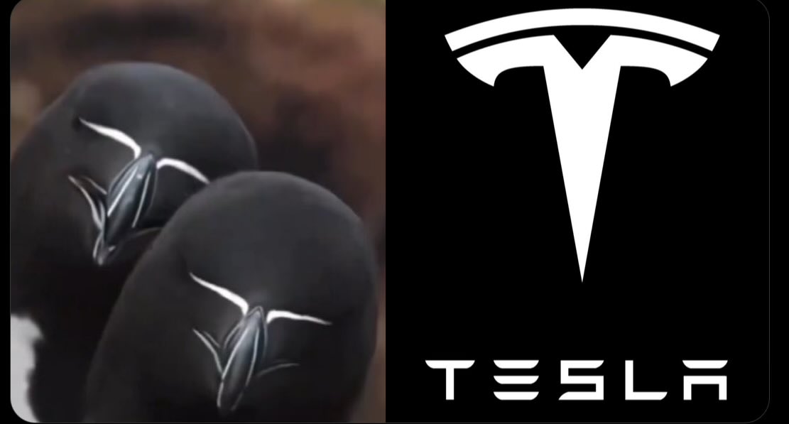 This bird truely looks like #TESLA logo

$ALCA

7vifgbBrKzAVtmqchwAV5Zx1Cuerxvi13aEE5gRMpump

😂😂😂😂🔥

🧘‍♂️