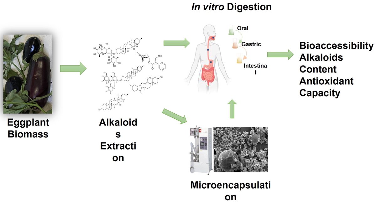 Horticul_MDPI's tweet image. Horticulturae - New Published Paper🍀

📖Title: Bioaccessibility and #Antioxidant Capacity of #Alkaloids from #Microencapsulated Extract of #Eggplant (Solanum melongena L.) #Biomass 

✍️Paper written by:  Laura Aracely Contreras-Angulo et al.

🔗Link: mdpi.com/2311-7524/10/1…