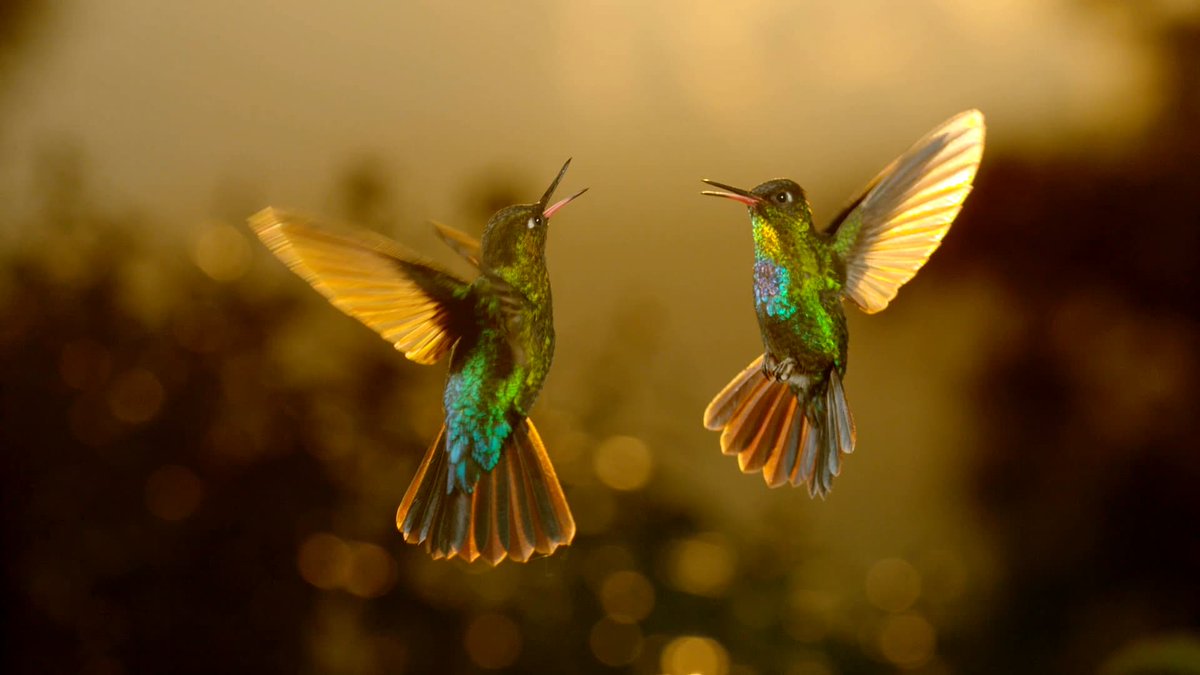 filmsat59's tweet image. Airborne - Coming soon to @SkyGroup #SkyNature From perfect take-offs and long-haul flights to tricky landings, prepare to take flight in this new, one-of-a-kind nature documentary.
Full #PostProduction from @filmsat59 @HumbleBeeFilms #airborne