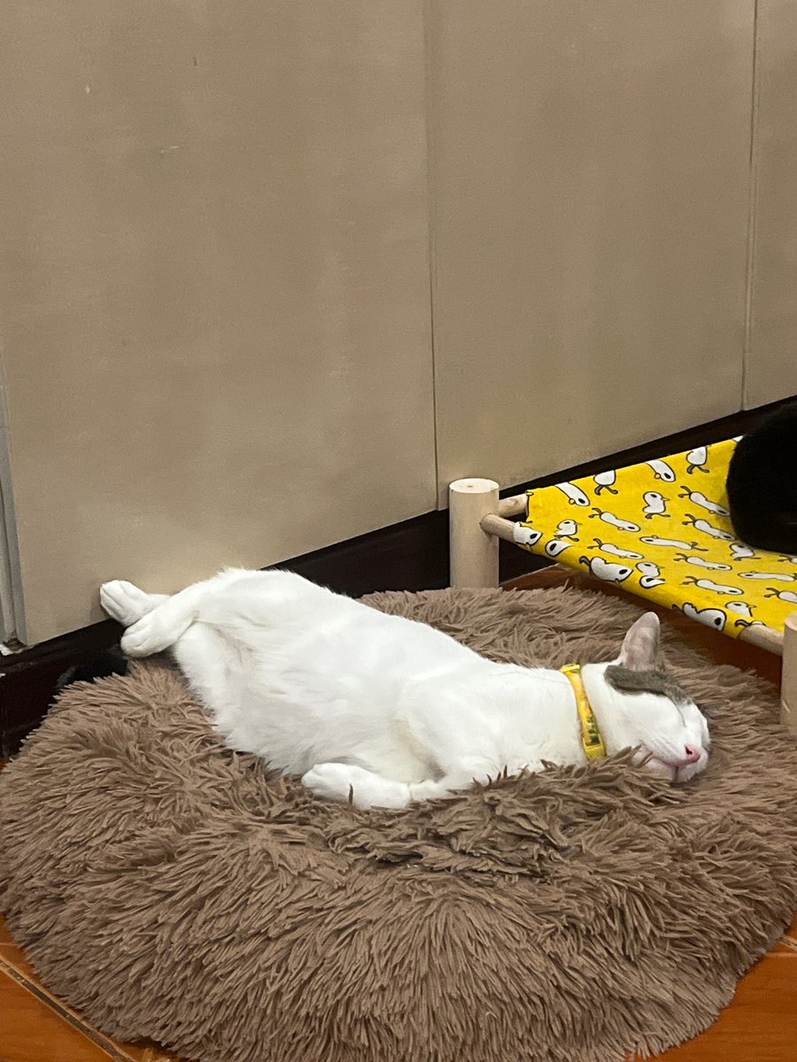 dumbdimsum's tweet photo. so komfy https://t.co/BPHqTSQFOT