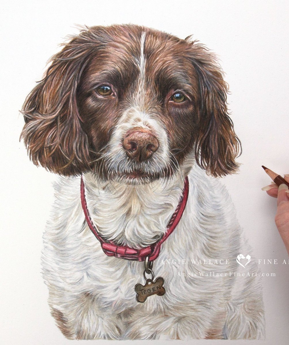 AngieWFineArt's tweet image. I can now share with you beautiful Tegen, meaning ‘beautiful little thing’.
She was gifted to her owner this weekend as a surprise present.
Hope you like her
#springerspaniel #Spaniel #colouredpencils #coloredpencils #dogportrait #petportrait