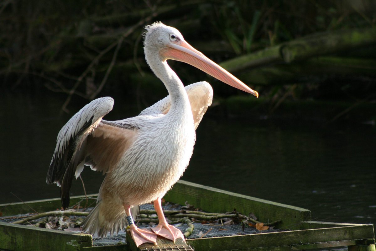 drxpdeadflower's tweet image. BREAKING NEWS!!!! Sleep Token vocalist Vessel has been eaten by a pelican!