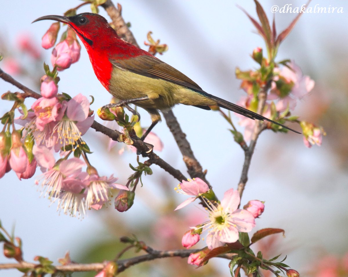 dhakalmira's tweet photo. ~सिपराजा बुङ्गेचरा (भाले र पोथी) पैयुँ फूलको मज्जा लिंदै ~
~Crimson Sunbirds male and female enjoying Himalayan Cherry blossoms~
#HimalayanCherryBlossoms #BirdWatching #TheJoyOfSmallThings #BirdsOfNepal #BirdsOfPokhara https://t.co/GXrzP82GXq