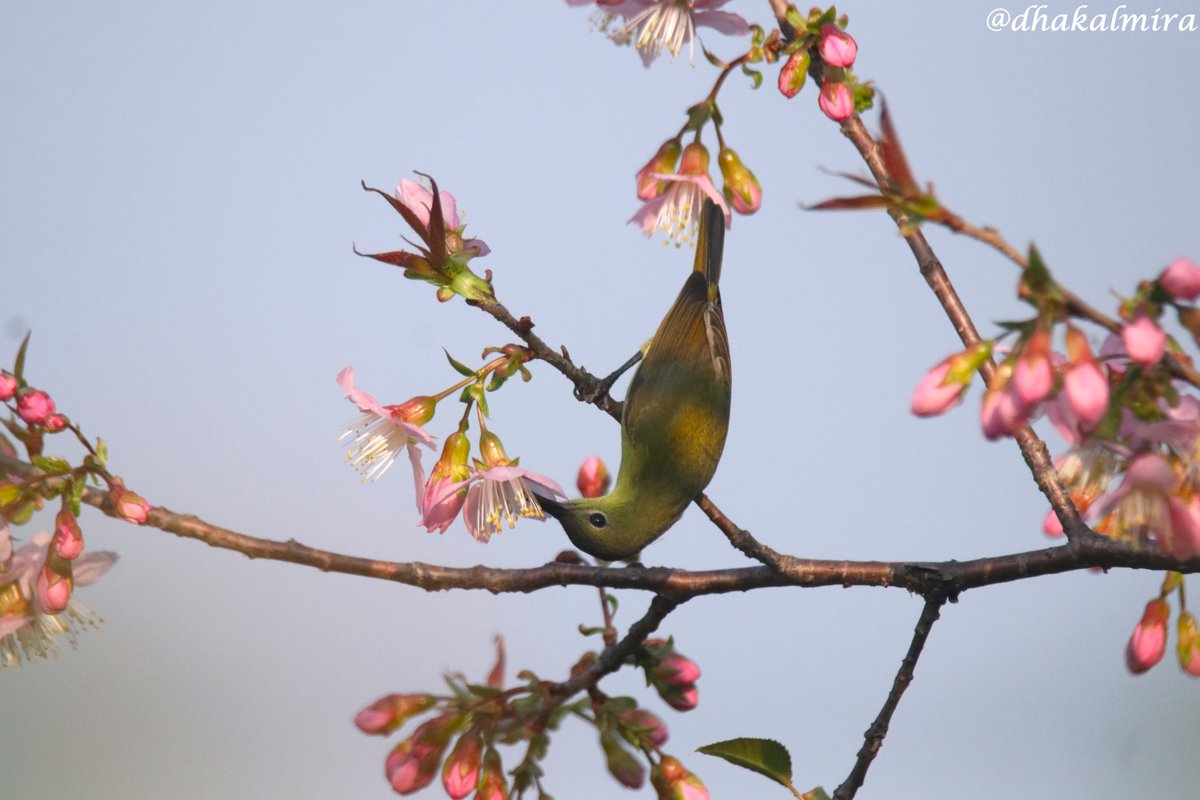 dhakalmira's tweet photo. ~सिपराजा बुङ्गेचरा (भाले र पोथी) पैयुँ फूलको मज्जा लिंदै ~
~Crimson Sunbirds male and female enjoying Himalayan Cherry blossoms~
#HimalayanCherryBlossoms #BirdWatching #TheJoyOfSmallThings #BirdsOfNepal #BirdsOfPokhara https://t.co/GXrzP82GXq