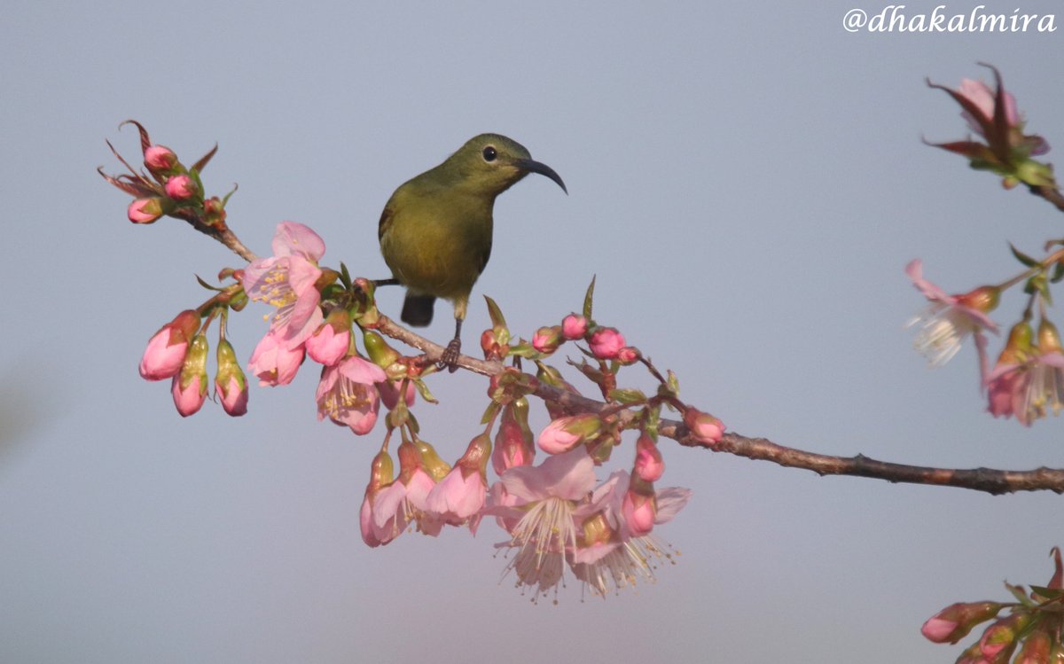 dhakalmira's tweet photo. ~सिपराजा बुङ्गेचरा (भाले र पोथी) पैयुँ फूलको मज्जा लिंदै ~
~Crimson Sunbirds male and female enjoying Himalayan Cherry blossoms~
#HimalayanCherryBlossoms #BirdWatching #TheJoyOfSmallThings #BirdsOfNepal #BirdsOfPokhara https://t.co/GXrzP82GXq