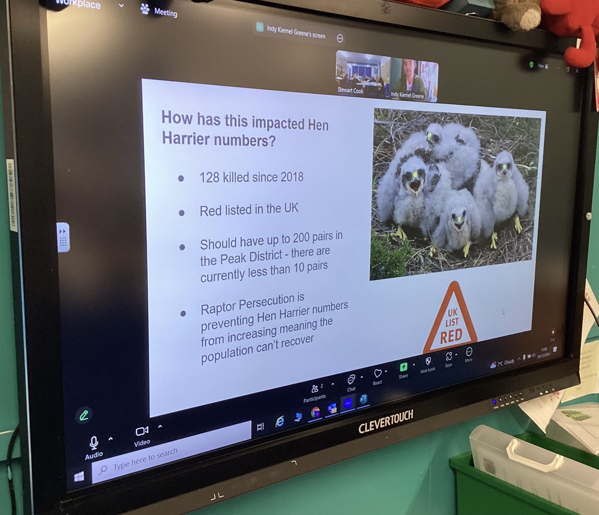Stewart Cook 🌍 (@cookie866) on Twitter photo Year 6's video call with <a href="/GreeneIndy/">Indy Kiemel Greene</a> Indy Kiemel Greene was the perfect follow-up to reading Sky Dancer by Gill <a href="/gill__lewis/">Gill Lewis</a> . 📖🐦 Inspired by the book's themes of conservation and hen harriers, the children loved learning about Indy's real-life work protecting wildlife Year 6's video call with <a href="/GreeneIndy/">Indy Kiemel Greene</a> Indy Kiemel Greene was the perfect follow-up to reading Sky Dancer by Gill <a href="/gill__lewis/">Gill Lewis</a> . 📖🐦 Inspired by the book's themes of conservation and hen harriers, the children loved learning about Indy's real-life work protecting wildlife