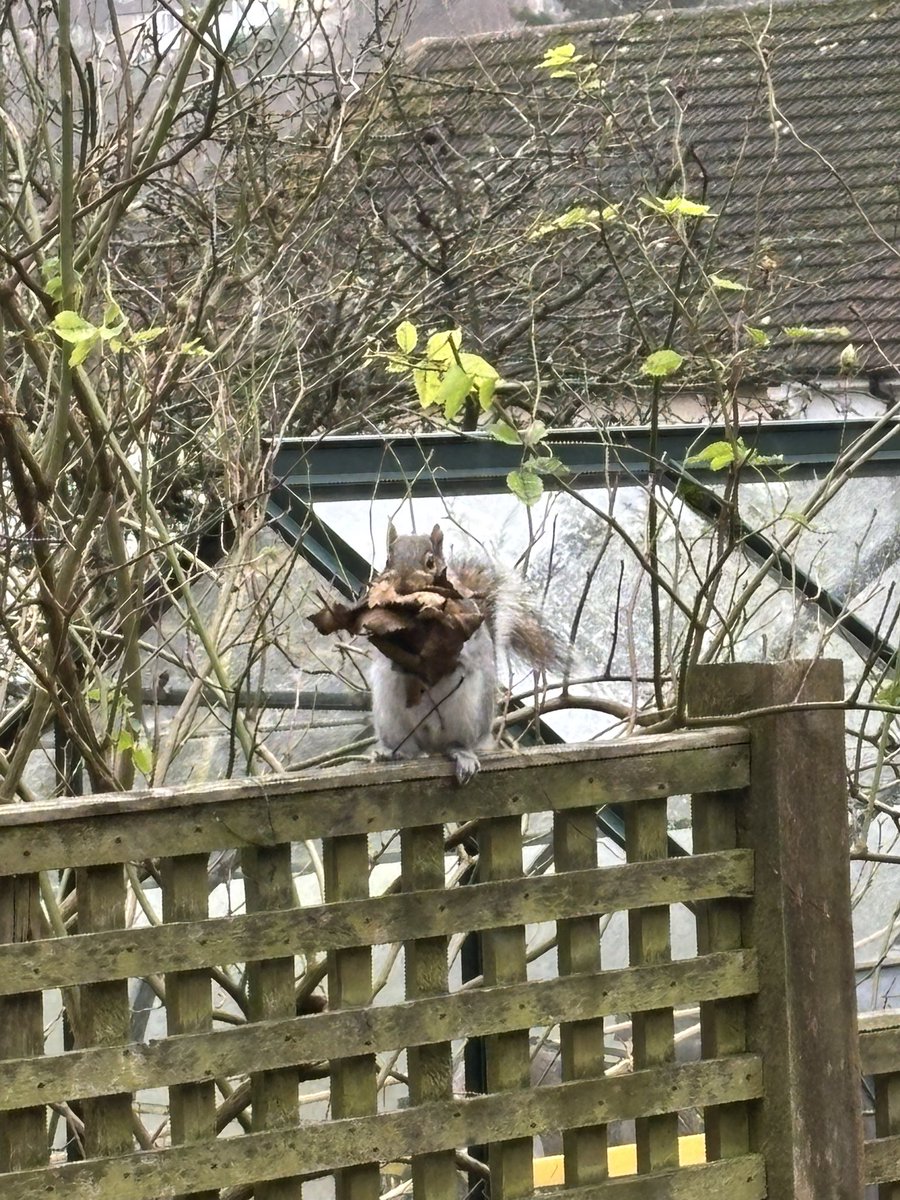 Do squirrels usually build nests at this time of year? Or is he just adding some insulation to the drey?