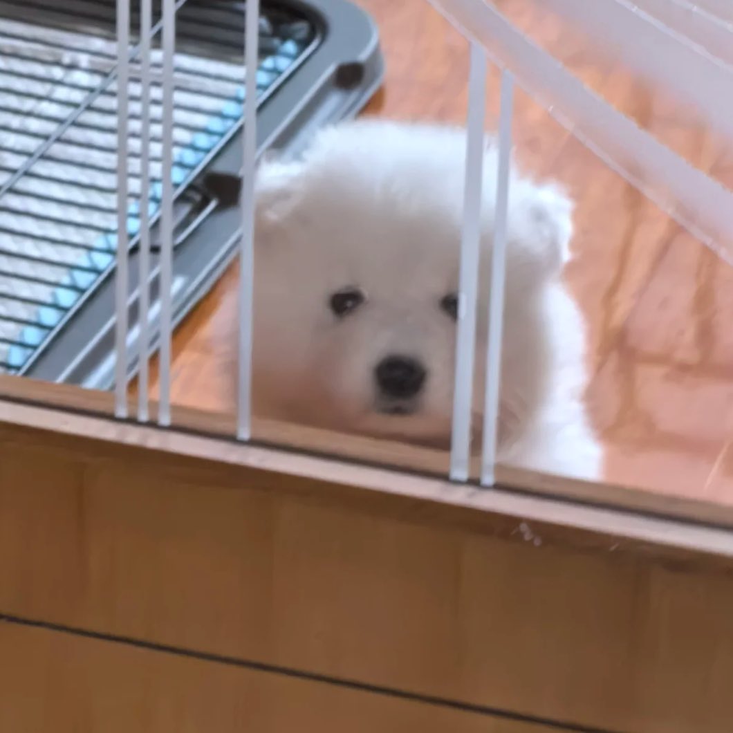 dogonboo's tweet photo. พี่จะเลี้ยงข้าวป๋ม ไหม คับ https://t.co/jiq5sdcUzw